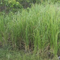 Imperata cylindrica (L.) P.Beauv.